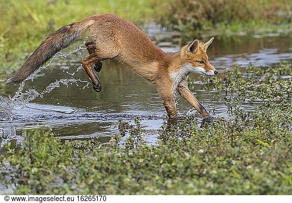 Rotfuchs (Vulpes vulpes)  Jungfuchs springt über ein Gewässer  Sprung  Aktion  Niederlande  Europa