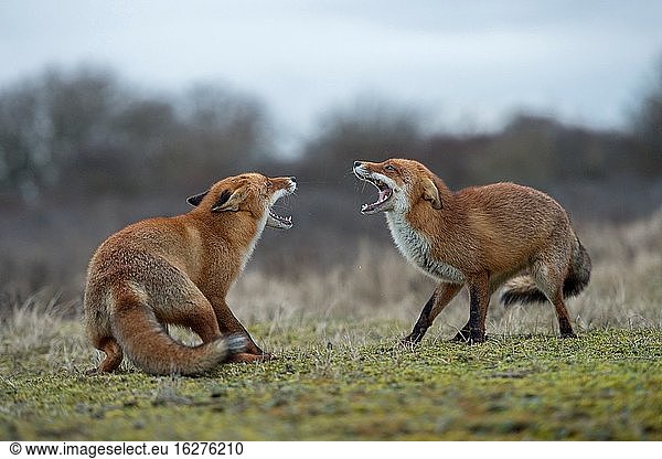 Rotfuchs ( Vulpes vulpes )  Konfrontation zweier erwachsener Tiere  die sich gegenüberstehen  kämpfend  bedrohlich  weit geöffnete Kiefer  die versuchen  sich gegenseitig zu jagen  Wildtiere  Europa.