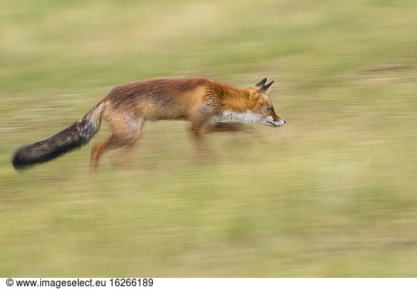 Rotfuchs (Vulpes vulpes) schleichend auf der Jagd  unscharf  mitgezogen  Dynamik  Niederlande  Europa