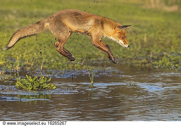 Rotfuchs (Vulpes vulpes) springt über ein Gewässer  Sprung  Aktion  Niederlande  Europa