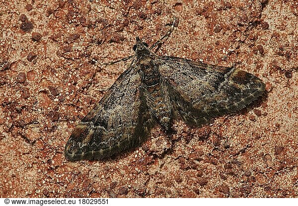 Rotgebänderter Blütenspanner (Gymnoscelis rufifasciata)  Insekten  Motten  Schmetterlinge  Tiere  Andere Tiere  Double-striped Pug adult  newly emerged and waiting for wings to dry  resting on wall  Belvedere  Bexley