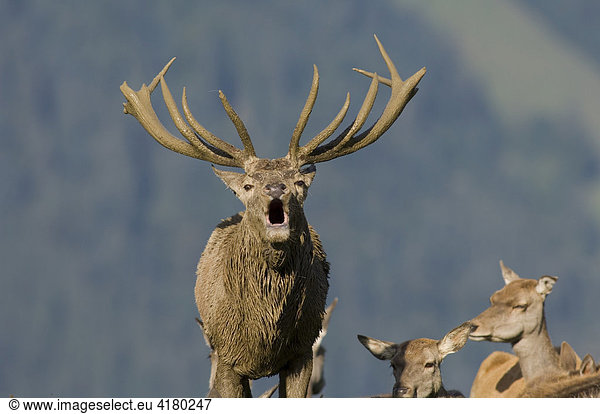 Rothirsch (Cervus elaphus) beim Röhren Nordtirol Österreich Europa