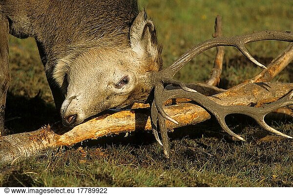 Rothirsch  Rothirsche (Cervus elaphus)  Hirsche  Huftiere  Paarhufer  Säugetiere  Tiere  Red Deer Stag cleaning antlers