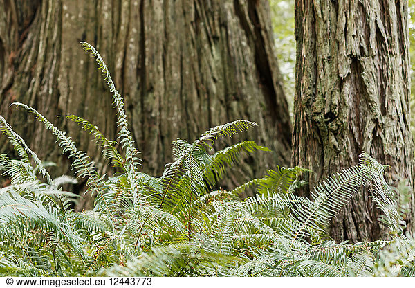 Rotholzbäume und Farne  Lady Bird Johnson Grove  Redwood National and State Parks  Orick  Kalifornien  Vereinigte Staaten von Amerika
