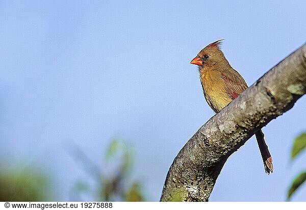 Rotkardinal (Cardinalis cardinalis) weiblicher Altvogel in den Everglades (Rote Kardinal) (Virginische Nachtigall)  Northern Cardinal adult female in the Everglades (Redbird) (Common Cardinal)