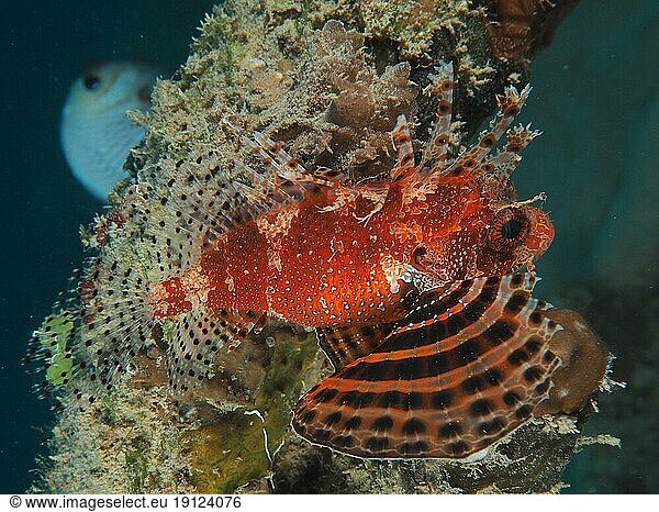 Rotmeer-Zwergfeuerfisch (Dendrochirus hemprichi)  Tauchplatz Hausriff  Mangrove Bay  El Quesir  Ägypten  Rotes Meer  Afrika