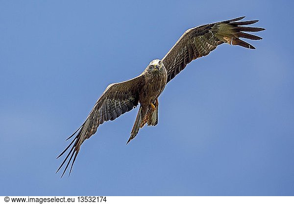 Rotmilan (Milvus milvus),  fliegt in blauem Himmel,  Deutschland,  Europa
