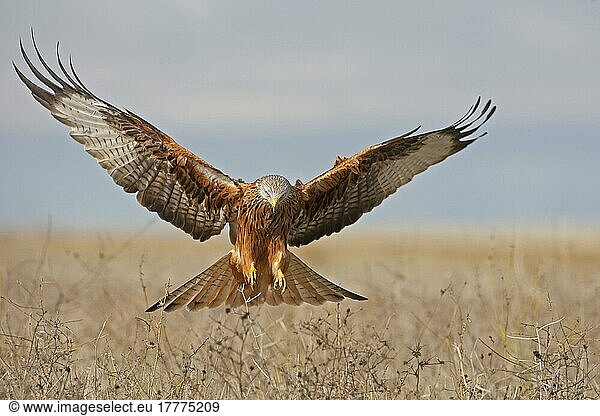 Rotmilan (Milvus milvus) erwachsen  im Flug  Landung mit ausgebreiteten Flügeln  Nordspanien  November