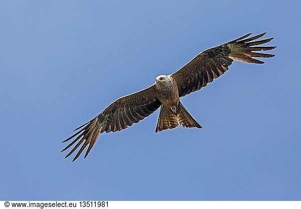 Rotmilan (Milvus milvus)  fliegt in blauem Himmel  Deutschland  Europa