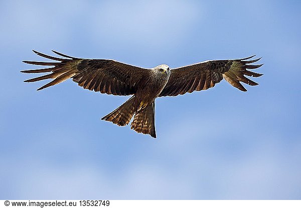 Rotmilan (Milvus milvus)  fliegt in blauem Himmel  Deutschland  Europa