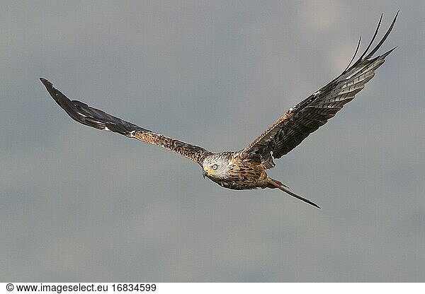 Rotmilan (Milvus milvus)  Frontansicht eines Jungvogels im Flug  Basilikata  Italien.
