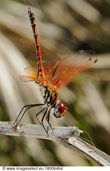 Rotnacken-Halbflügel (Trithemis arteriosa) erwachsen  in Obelisken-Haltung  auf Stamm ruhend  Sokotra  Jemen  Marsch  Asien
