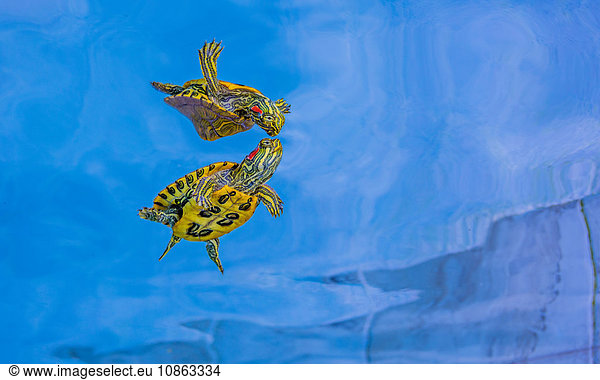 Rotohrschieber  Süßwasserschildkröte  Liga City  Texas  USA