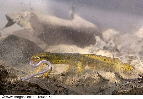 Rotpunktmolch (Notophthalmus viridescens viridescens)  erwachsenes Männchen  der sich unter Wasser von Regenwürmern ernährt (U.) S. A