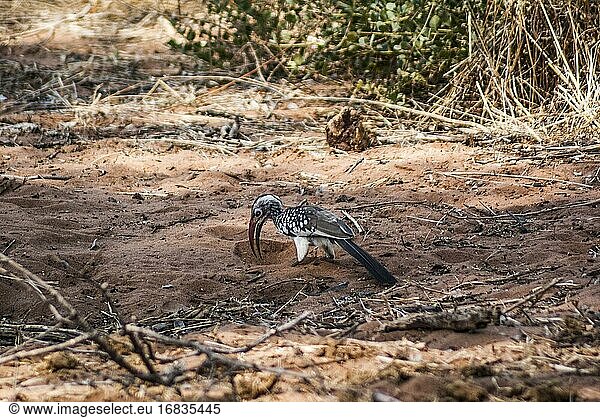 Rotschnabel-Hornvogel (Tockus) bei der Futtersuche im Chobe-Nationalpark. Botswana  Afrika.