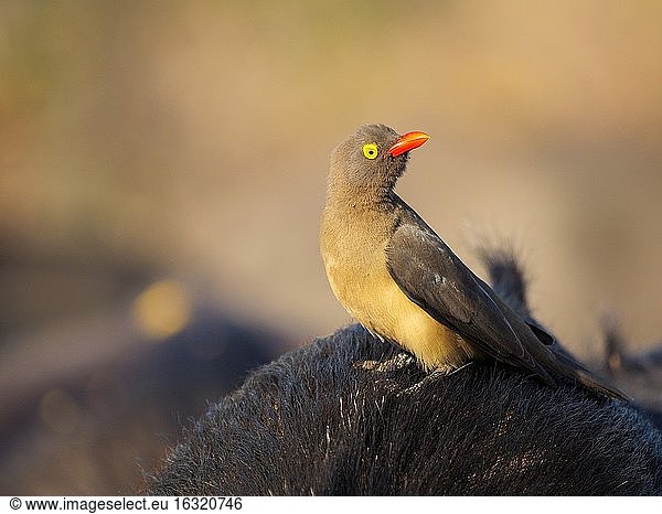 Rotschnabel-Madenhacker (Buphagus erythrorhynchus) auf einem Afrikanischen Büffel oder Kap-Büffel (Syncerus caffer) sitzend. Mpumalanga. Süd Afrika.