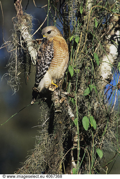 Rotschulterbussard (Buteo lineatus)  Altvogel auf bemoostem Baum  Corkscrew Swamp Sanctuary  Florida  USA