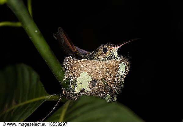 Rotschwanzkolibri (Amazilia tzacatl) in seinem Vogelnest bei Nacht  Boca Tapada  Provinz Alajuela  Costa Rica