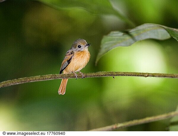Rotschwanztyrann  Rotschwanztyrannen  Tiere  Vögel  Ruddy-tailed Flycatcher (Terenotriccus erythrurus fulvigularis) adult  perched on stem  Metro Park  Panama City  Panama  Mittelamerika