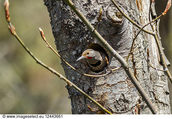 Rotstieliger Specht (Colaptes auratus cafer) in einem Baum im Cascade Siskiyou National Monument  Ashland  Oregon  Vereinigte Staaten von Amerika