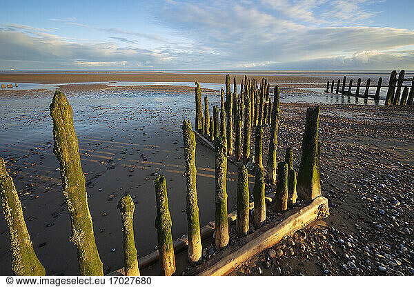 Rotting upright wooden posts of old sea defences on Winchelsea beach  Winchelsea  East Sussex  England  United Kingdom  Europe