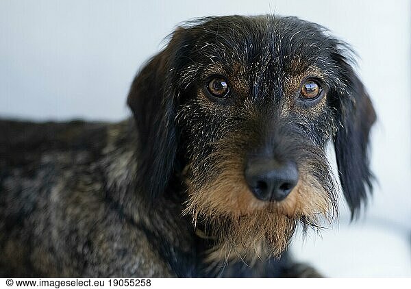 Rough-haired dachshund (Canis lupus familiaris)  male  2 years  animal portrait  Stuttgart  Baden-Württemberg  Germany  Europe