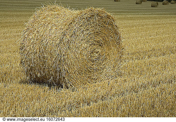 Round straw wheel in a harvested field