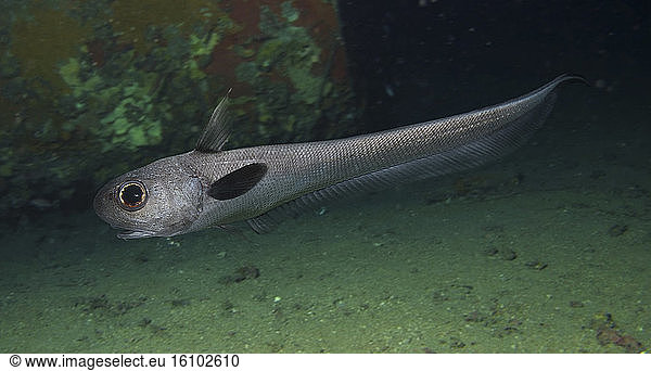 Roundnose grenadier Roundnose grenadier, Coryphaenoides rupestris ...