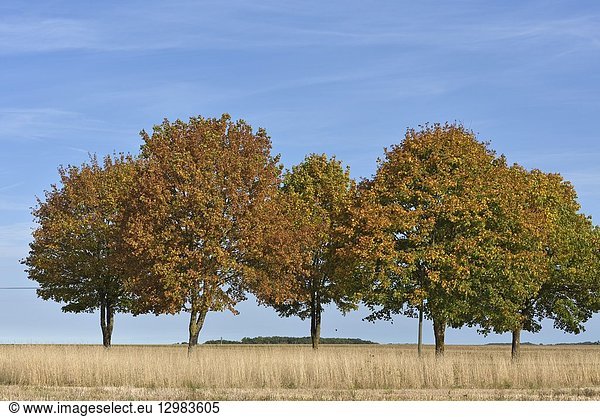 Route de campagne bordee d'arbres departement d'Eure-et-Loir region Centre-Val de Loire France Europe/tree-lined country road Eure-et-Loir department Centre-Val de Loire region France Europe.