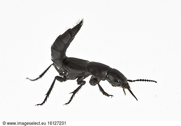 Rove beetle on white background