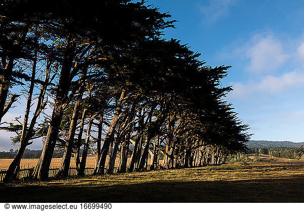 Row of Cypress trees moving into distance along field under blue sky