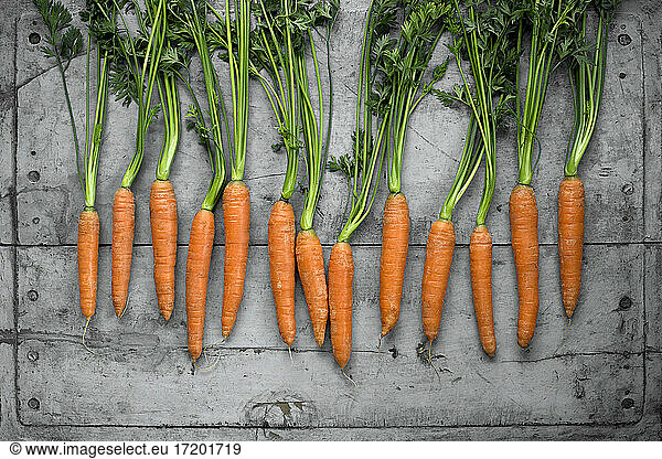 Row of fresh carrots lying on gray wooden surface