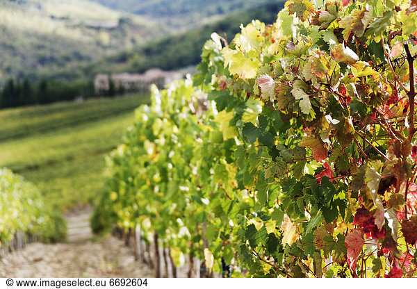 Row of Grapevines in Vineyard