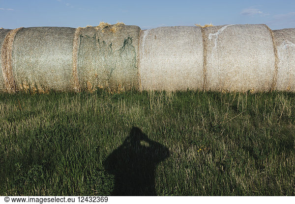 Row of hay bales  photographer's shadow in foreground  near Climax  Saskatchewan  Canada.