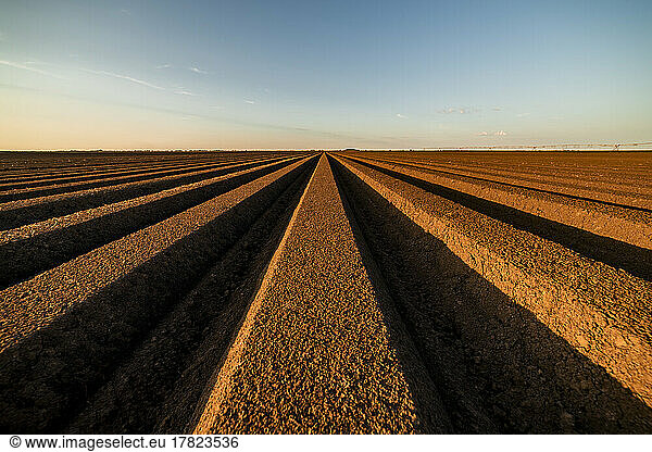 Rows of arable agricultural land under blue sky