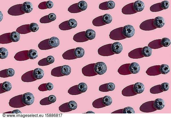 Rows of blueberries on pink background