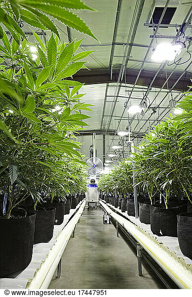 rows of cannabis in large indoor grow room