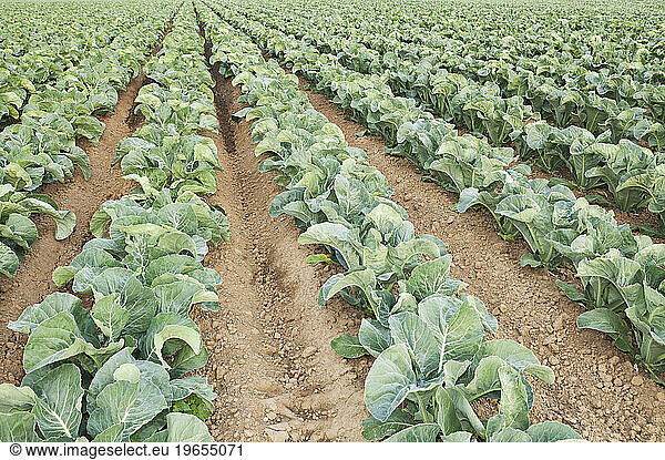 Rows of cauliflowers growing in a commercial field.
