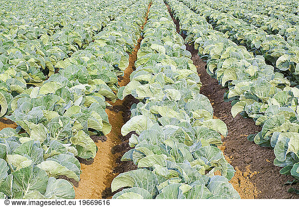 Rows of cauliflowers growing in a commercial field.