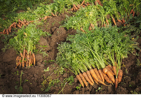 Rows of freshly pulled up carrots with green tops cleaned and laid on the soil