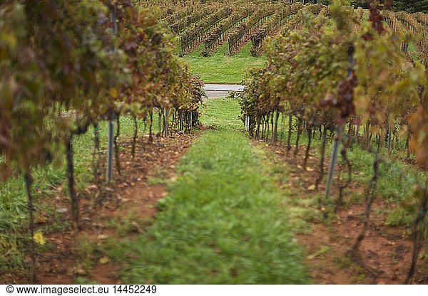 Rows Of Grape Vines