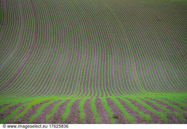Rows of green crops lining vast agricultural field