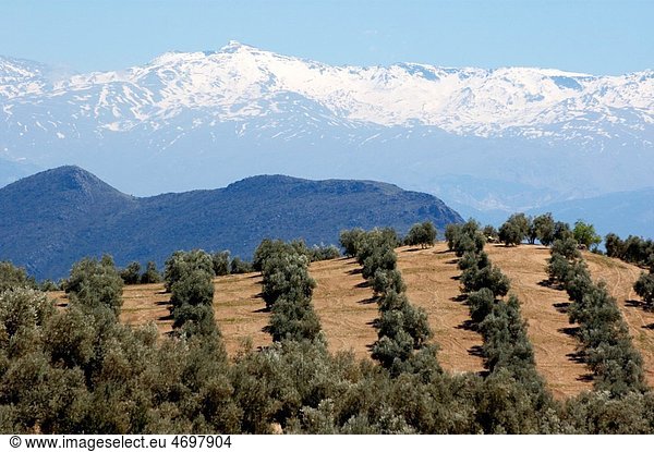 Rows of olive trees against the snowy Alpujarras mountains in Andalusia  Spain