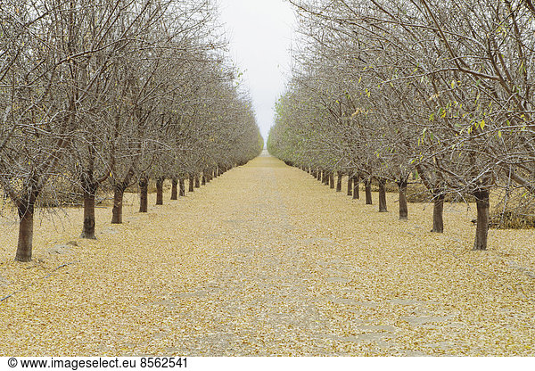 Rows of pistachio trees  San Joaquin Valley  near Bakersfield