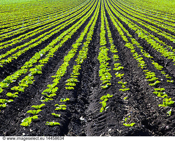 Rows of Planted Crops