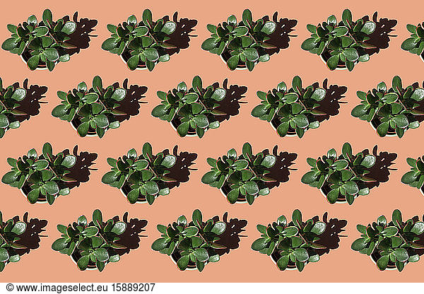 Rows of potted jade plants (Crassula ovata)