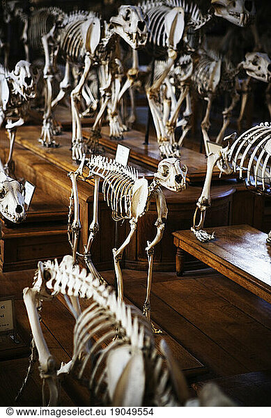 Rows of skeletons of animals on display.