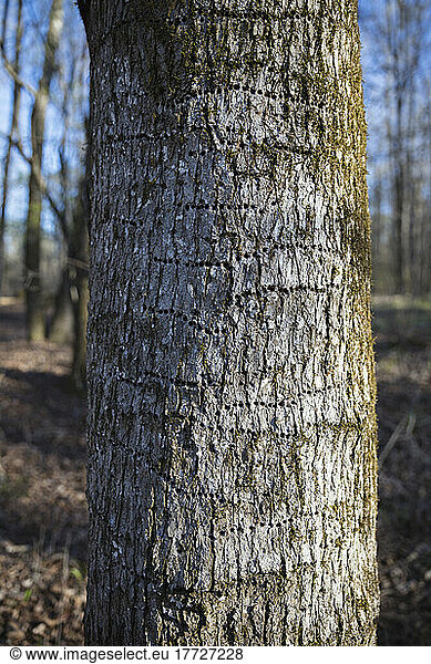 Rows of woodpecker holes on bark of a tree.