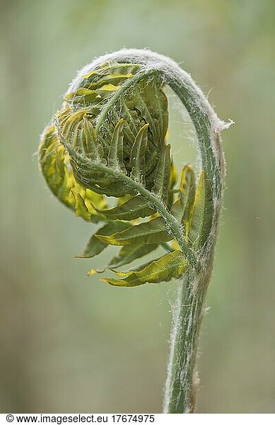 Royal fern (Osmunda regalis)  budding  Emsland  Lower Saxony  Germany  Europe
