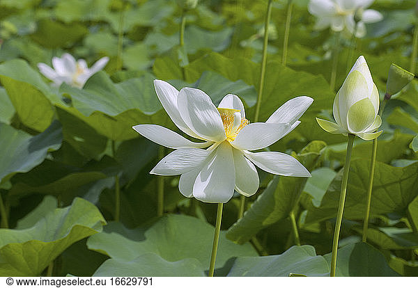 Bloom Un Total De Photos Seite 50 A Imageselect Banque De Photos Et Images De Microstock